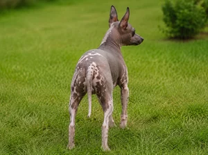 American Hairless Terrier — rear