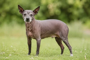 American Hairless Terrier — senior
