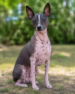 American Hairless Terrier — sitting