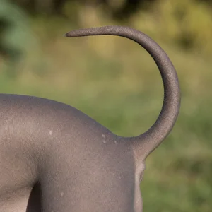 American Hairless Terrier — tail