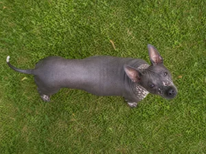 American Hairless Terrier — top