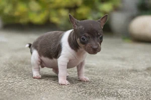 American Hairless Terrier — young puppy (~1 mo)