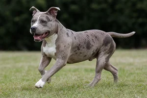 American Pit Bull Terrier — running