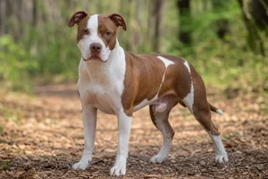 American Pit Bull Terrier — adult