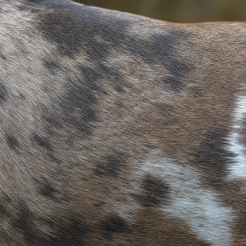 American Pit Bull Terrier — coat texture