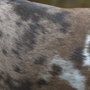 American Pit Bull Terrier — coat texture