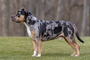 American Pit Bull Terrier — Many colors and patterns coat