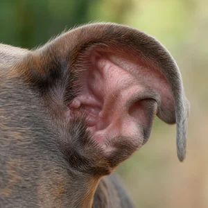 American Pit Bull Terrier — ears