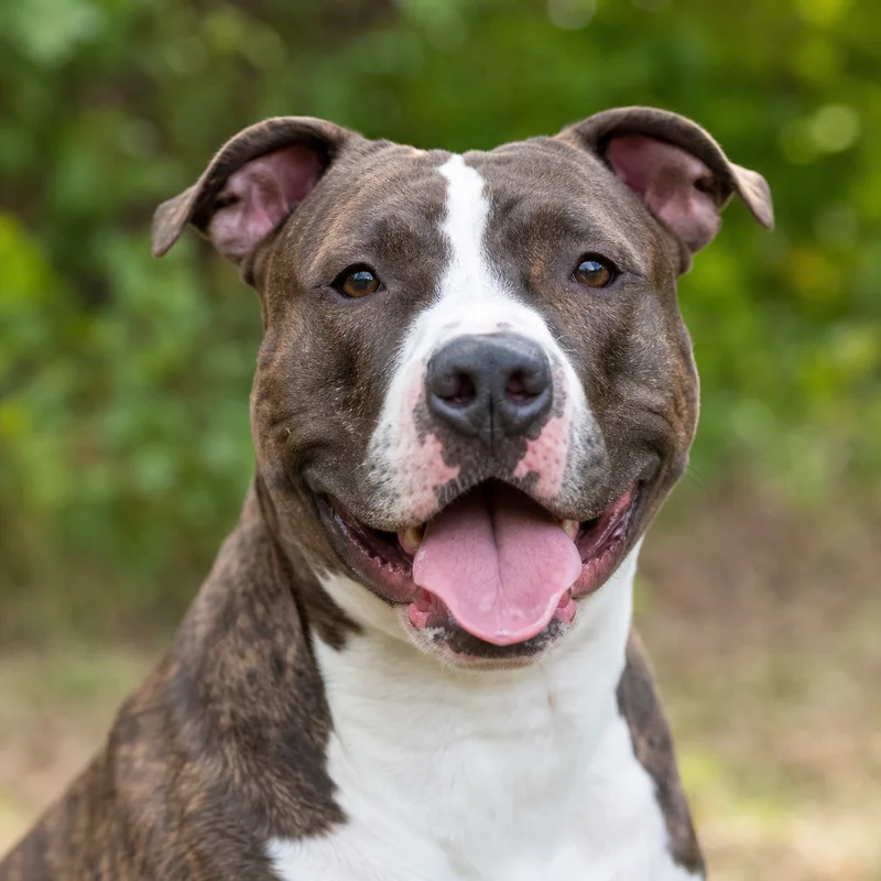 American Pit Bull Terrier — happy