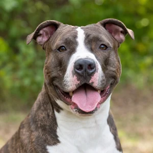 American Pit Bull Terrier — happy
