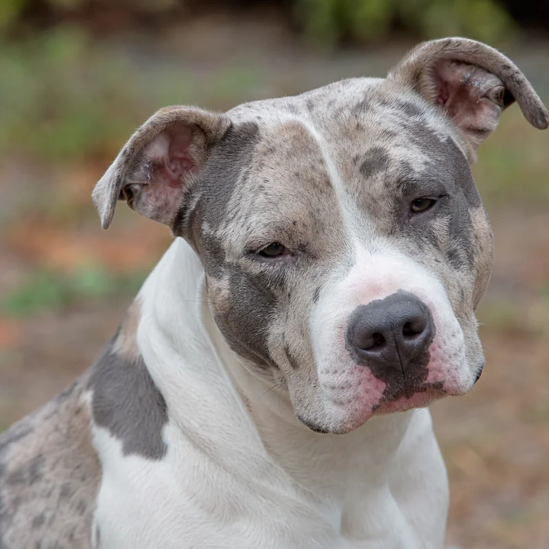 American Pit Bull Terrier — relaxed