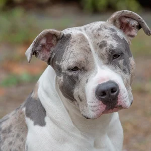 American Pit Bull Terrier — relaxed