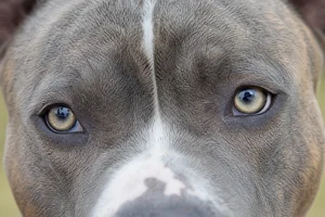 American Pit Bull Terrier — eyes