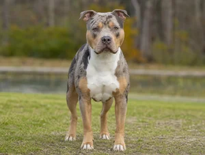 American Pit Bull Terrier — front