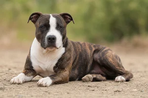 American Pit Bull Terrier — lying down