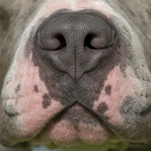 American Pit Bull Terrier — nose