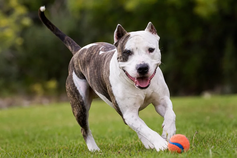 American Pit Bull Terrier — playing