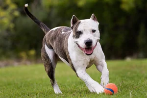 American Pit Bull Terrier — playing