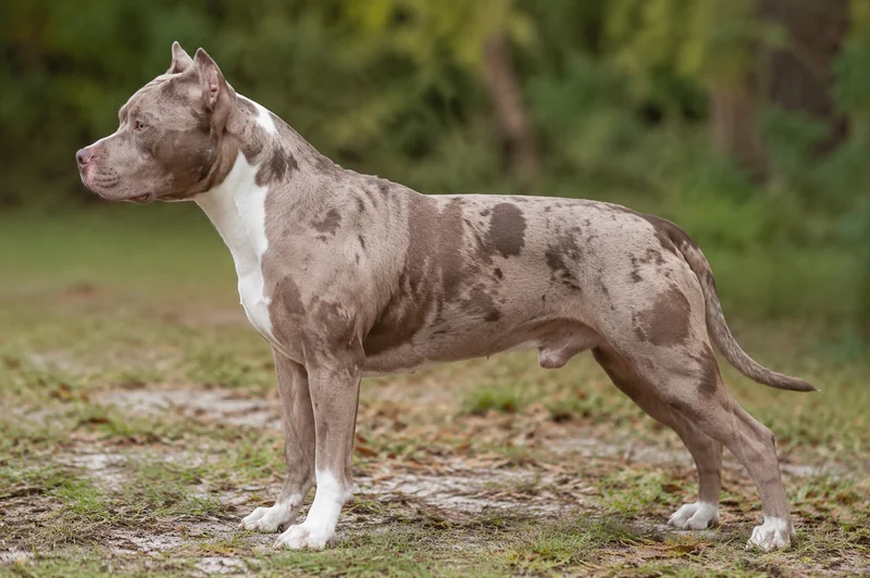 American Pit Bull Terrier — side
