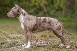 American Pit Bull Terrier dog