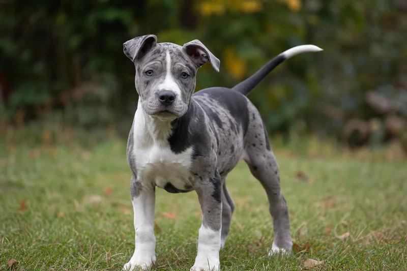 American Pit Bull Terrier — puppy (~4 mo)