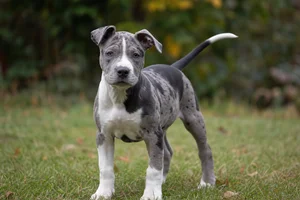 American Pit Bull Terrier — puppy (~4 mo)