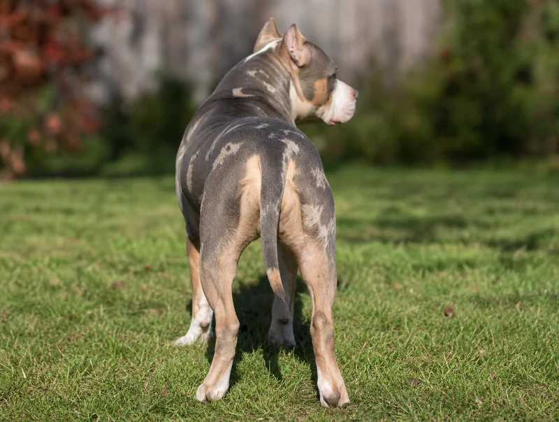 American Pit Bull Terrier — rear
