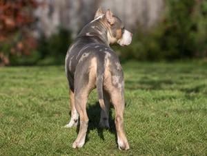 American Pit Bull Terrier — rear