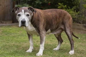 American Pit Bull Terrier — senior