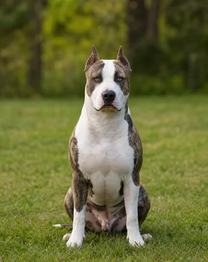 American Pit Bull Terrier — sitting