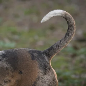 American Pit Bull Terrier — tail