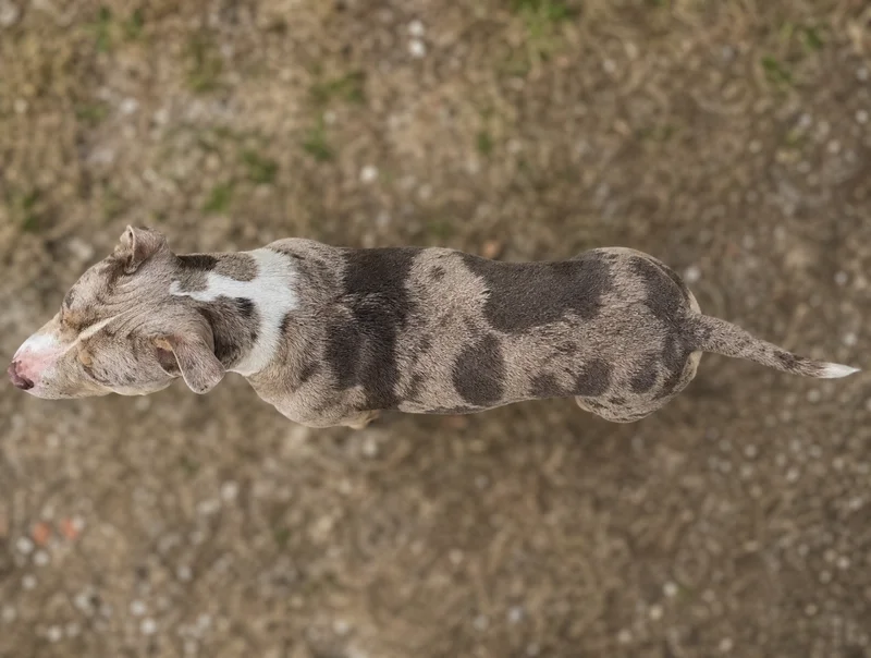 American Pit Bull Terrier — top