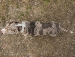 American Pit Bull Terrier — top