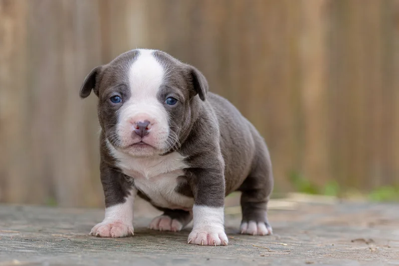 American Pit Bull Terrier — young puppy (~1 mo)