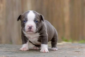 American Pit Bull Terrier — young puppy (~1 mo)