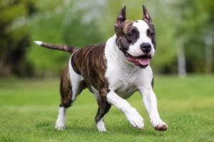 American Staffordshire Terrier — running
