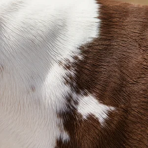 American Staffordshire Terrier — coat texture