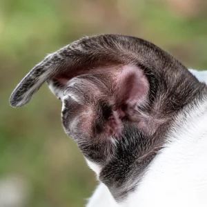 American Staffordshire Terrier — ears