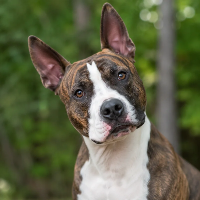 American Staffordshire Terrier — alert