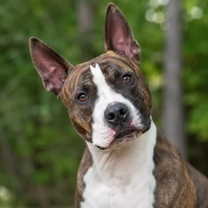 American Staffordshire Terrier — alert