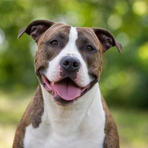 American Staffordshire Terrier — happy