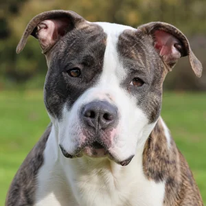 American Staffordshire Terrier — relaxed