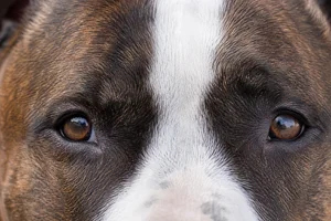 American Staffordshire Terrier — eyes