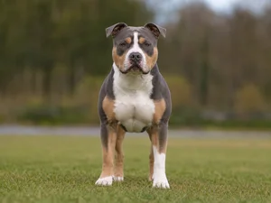 American Staffordshire Terrier breed photo
