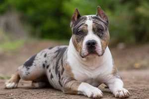 American Staffordshire Terrier — lying down