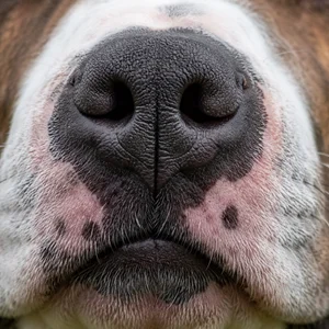 American Staffordshire Terrier — nose