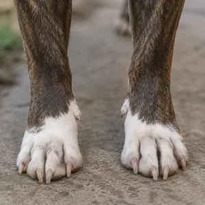 American Staffordshire Terrier — paws