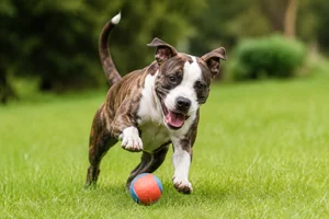 American Staffordshire Terrier — playing