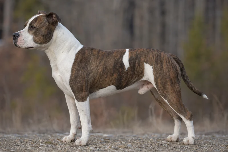 American Staffordshire Terrier — side