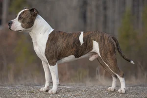 American Staffordshire Terrier dog